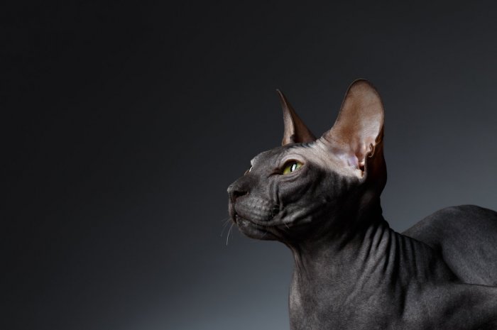 10. Le Sphynx : 1015 chats inscrits au pedigree LOOF en 2019