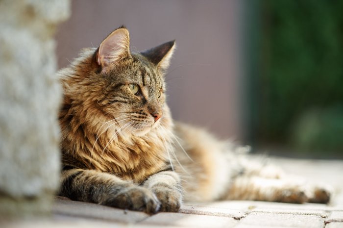 9. Le Norvégien : 1558 chats inscrits au pedigree LOOF en 2019