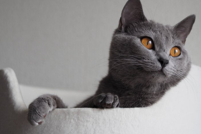 7. Le Chartreux : 1934 chats inscrits au pedigree LOOF en 2019