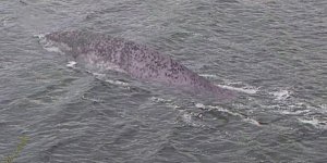 Monstre du Loch Ness : ce cliché qui sème le doute