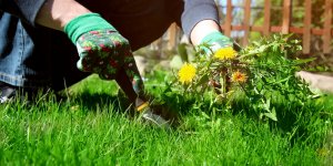 Désherber son jardin : 4 solutions naturelles et écologiques