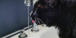 Fontaines à eau pour chat : un investissement essentiel pour la santé féline