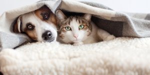 Chat, chien... À quelle température votre animal a-t-il froid ?