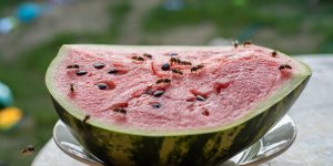 Guêpes, mouches, fourmis... Comment éloigner les insectes quand on mange dehors ? 