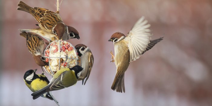 Nourrissage des oiseaux en hiver : jusqu'à quand faut-il les nourrir ? 