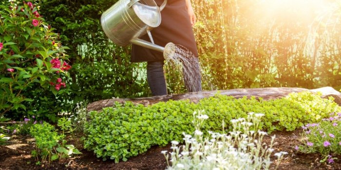 Jardin : 5 mani&egrave;res d'arroser vos plantes autrement qu'avec de l'eau